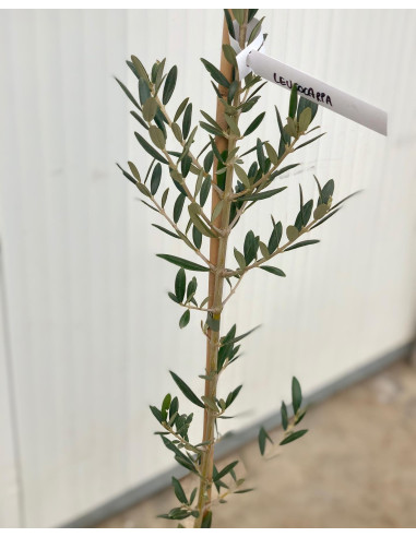 On-line Sale of the 'Leucocarpa' Olive tree-Fruit Trees|Mondo Piante