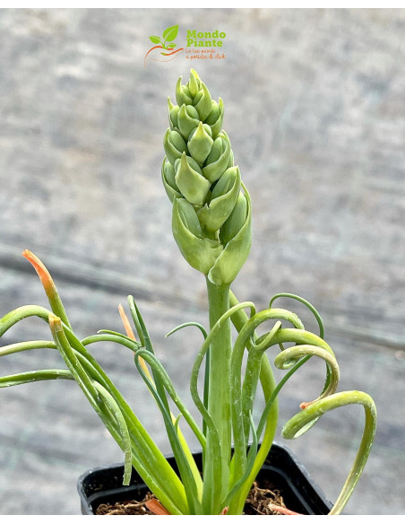 Vendita Pianta Albuca Spiralis-Piante Grasse|Mondo Piante