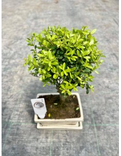 Bonsai Ilex (Agrifoglio... 2