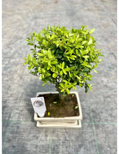 On-line Sale of Bonsai Ficus Ginseng - Bonsai OnLine|Mondo Piante