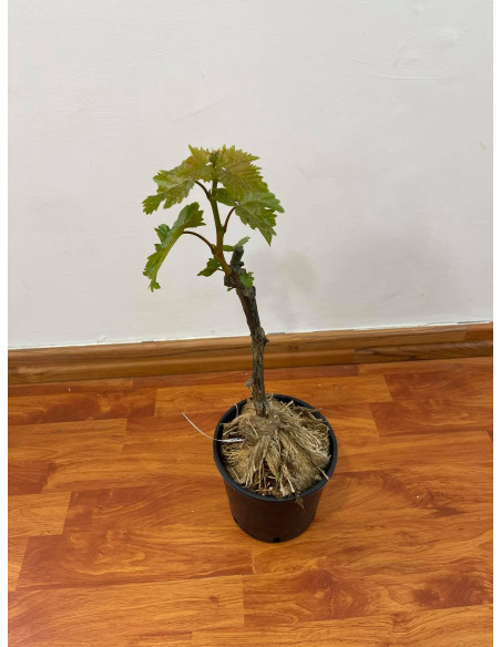 Pianta di Uva Fragola | Mondo Piante