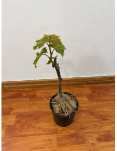 Vendita Albero Uva Royal - Alberi da Frutto Online| Mondo Piante