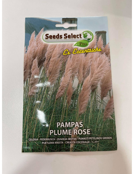 Vendita Semi di Pampas Plume Rose-Semi fiori|Mondo Piante