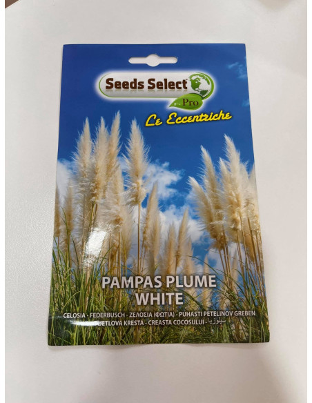 Vendita Semi di Pampas Plume White-Semi fiori|Mondo Piante