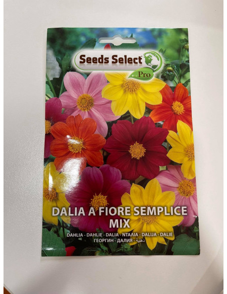 Vendita Semi Dalia a fiore semplice Mix-Semi Fiori OnLine|Mondo Piante