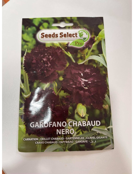 Vendita Semi di Garofano Chabaud Nero-Semi Fiori OnLine|Mondo Piante