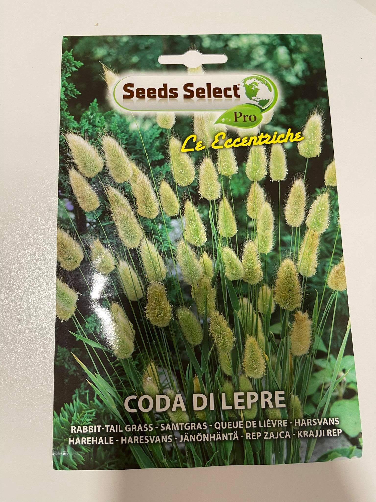 Semi Erba Coda Di Lepre - 250 Semi Lagurus Ovatus Per Giardino E Balcone - Foto 7