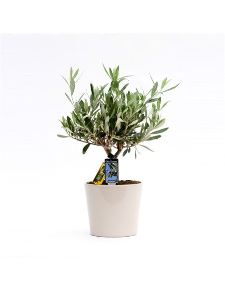Vendita Bonsai di Olivo Vaso Grigio-Bonsai OnLine|Vivaio Mondo Piante