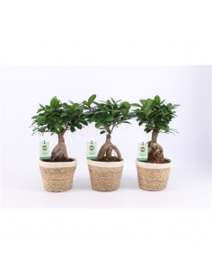 Bonsai Ficus Ginseng con... 2