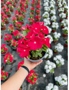 Pianta Vinca Eretta Vaso 14 cm: Vendita | Mondo Piante 2
