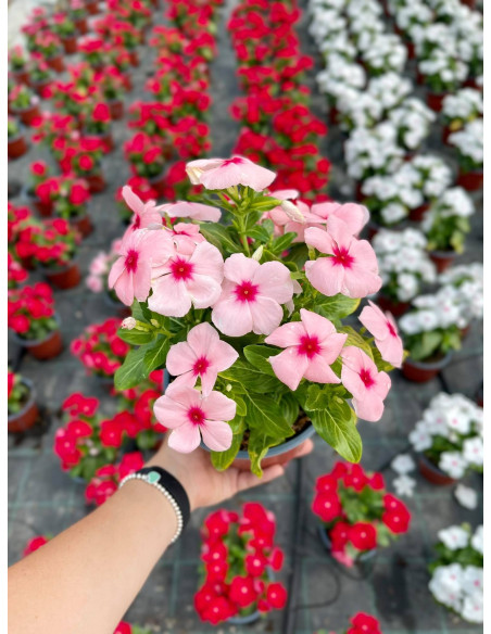 Sale Of Vinca Plant - Climbing Plant Online | Mondo Piante