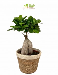 Bonsai Ficus Ginseng con...
