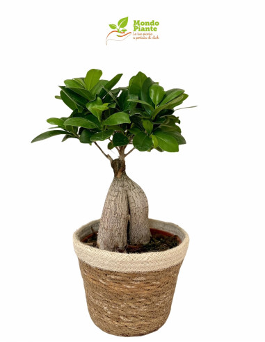 Vendita Bonsai Ficus Ginseng con cesto in corda-Bonsai|Mondo Piante