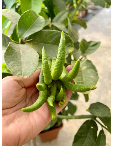 Vendita Albero del Cedro Mano di Buddha 3 anni-Agrumi|Mondo Piante