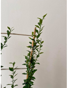 Pianta Limone Caviale a Spalliera Vaso 17cm | Mondo Piante 2