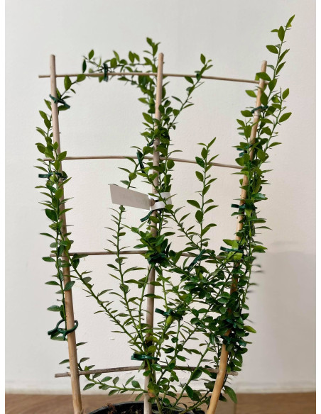 Pianta di Limone Caviale a spalliera - Alberi di Agrumi|Mondo Piante