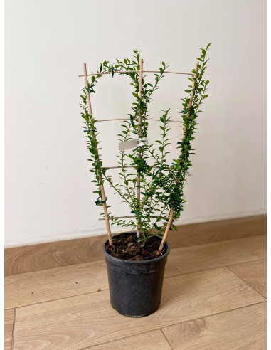 Pianta di Limone Caviale a spalliera - Alberi di Agrumi|Mondo Piante