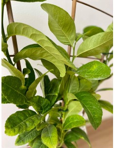 Cedar Tree Hand of Buddha 2