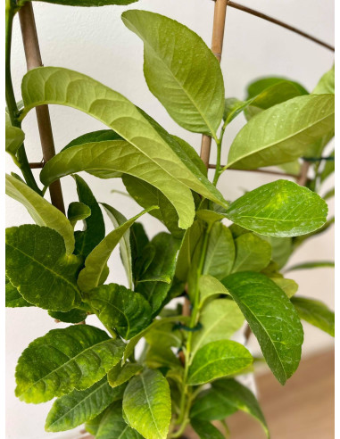 Vendita Albero di Cedro Mano di Buddha a spalliera-Agrumi|Mondo Piante