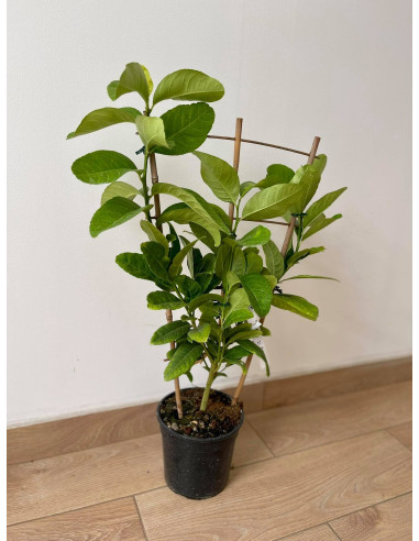 Vendita Albero di Cedro Mano di Buddha a spalliera-Agrumi|Mondo Piante