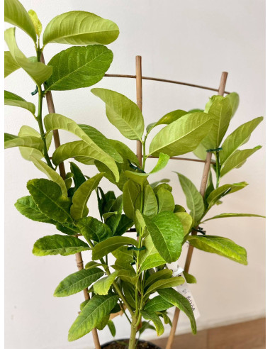 Vendita Albero di Cedro Mano di Buddha a spalliera-Agrumi|Mondo Piante