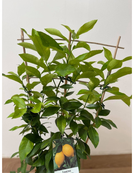 Pianta di Limone a Spalliera Vaso 17 cm | Mondo Piante