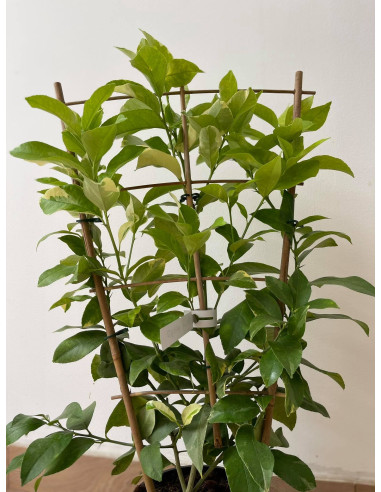 Vendita Pianta di Limone a spalliera - Alberi di Agrumi | Mondo Piante