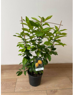 Pianta di Limone a Spalliera Vaso 17 cm | Mondo Piante