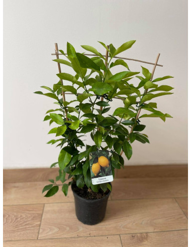 Pianta di Limone a Spalliera Vaso 17 cm | Mondo Piante