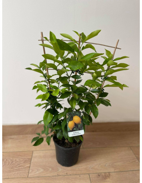 Pianta di Limone a Spalliera Vaso 17 cm | Mondo Piante