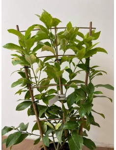copy of Lemon Tree 2