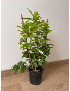 Pianta di Limone variegato...