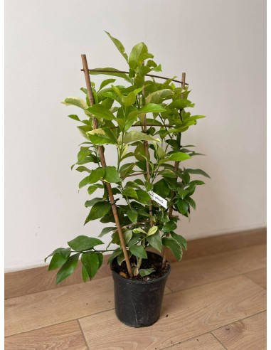 Pianta di Limone variegato a spalliera 17cm-Alberi di Agrumi|Mondo Piante