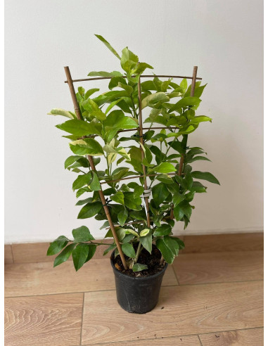 Pianta di Limone variegato a spalliera 17cm-Alberi di Agrumi|Mondo Piante