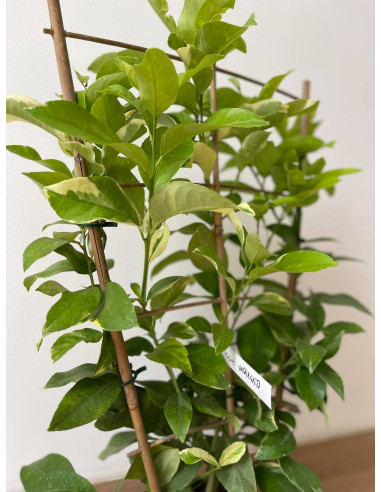 Pianta di Limone variegato a spalliera 17cm-Alberi di Agrumi|Mondo Piante