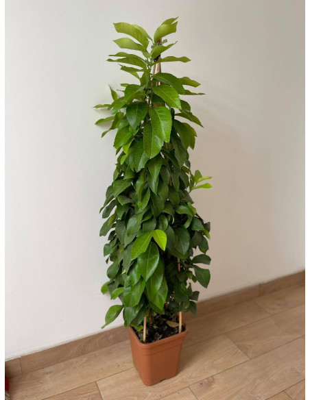 Pianta di Limone a Cespuglio Vaso 17 cm | Mondo Piante