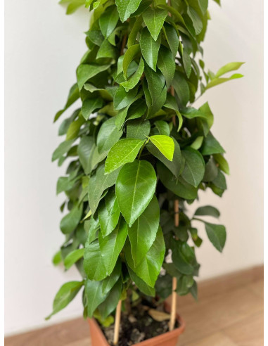 Pianta di Limone a cespuglio - Vendita Alberi di Agrumi|Mondo Piante