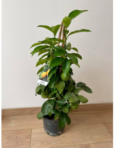 Pianta di Limone a Piramide Vaso 20 cm | Mondo Piante