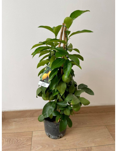 Pianta di Limone a Piramide Vaso 20 cm | Mondo Piante