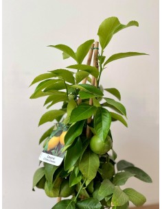 copy of Lemon Tree 2