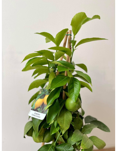 Pianta di Limone a piramide 20cm-Alberi di Agrumi | Mondo Piante