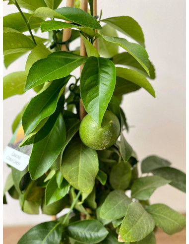 Pianta di Limone a piramide 20cm-Alberi di Agrumi | Mondo Piante