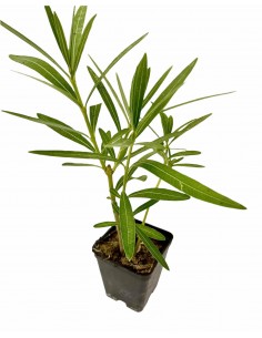 copy of Oleandro Plant 2