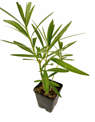 Stock 100 Piante di Oleandro Vaso 7 cm | Mondo Piante