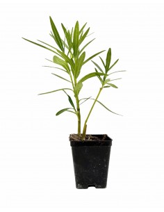 copy of Oleandro Plant