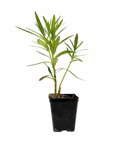 100 Piante di Oleandro Vaso 7cm-Piante Da Cespuglio | Mondo Piante