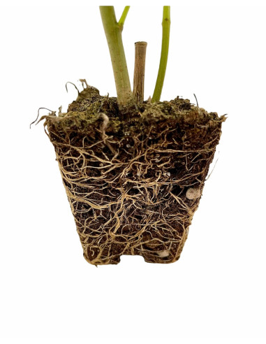 5 Piante di Oleandro in Vaso 7cm - Pianta Da Siepe| Mondo Piante