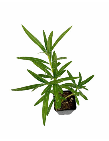 5 Piante di Oleandro in Vaso 7cm - Pianta Da Siepe| Mondo Piante