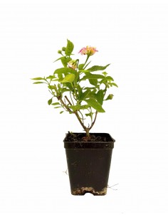 copy of Lantana Camara Plant