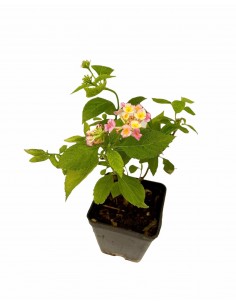 copy of Lantana Camara Plant 2